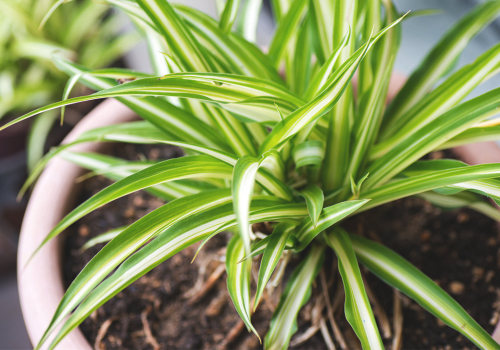 How Do You Benefit From the Best Air Filtering and Purifying Plants